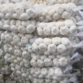 China pure white garlic 500 gram small pack,best quality fresh garlic export